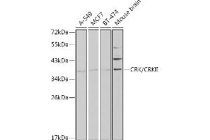 Western blot analysis of extracts of various cell lines, using CRK/CRKII antibody (ABIN3015530, ABIN3015531, ABIN3015532 and ABIN6218679) at 1:1000 dilution. (Crk antibody  (AA 1-304))
