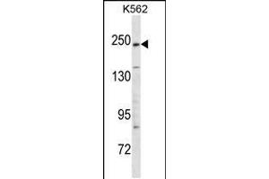 Western blot analysis in K562 cell line lysates (35ug/lane). (KIDINS220 antibody  (C-Term))