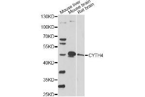 Western blot analysis of extracts of various cell lines, using CYTH4 antibody. (Cytohesin 4 antibody)