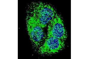 Immunofluorescence (IF) image for anti-BCL2/adenovirus E1B 19kDa Interacting Protein 3 (BNIP3) (BH3 Domain) antibody (ABIN2997216) (BNIP3 antibody  (BH3 Domain))