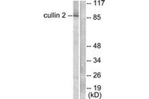 Western blot analysis of extracts from LOVO cells, using Cullin 2 Antibody. (Cullin 2 antibody  (AA 696-745))