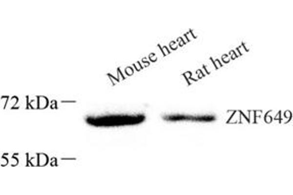 ZNF649 antibody