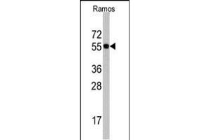 Western blot analysis of Cdc6 Antibody (N-term) (ABIN390211 and ABIN2840694) in Romas cell line lysates (35 μg/lane). (CDC6 antibody  (N-Term))