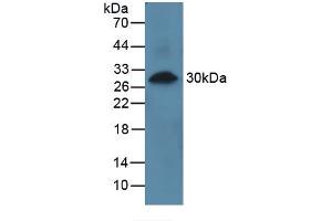 Figure. (PRCP antibody  (AA 108-376))