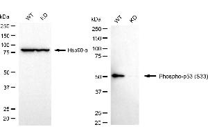 Western blotting analysis using phospho-p53 (S33) antibody (ABIN7800680). (Recombinant p53 antibody  (pSer33))