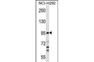 TRSS7 Antibody (N-term) (ABIN657793 and ABIN2846766) western blot analysis in NCI- cell line lysates (35 μg/lane). (TMPRSS7 antibody  (N-Term))