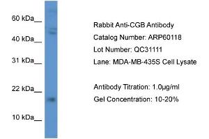 Western Blotting (WB) image for anti-Chorionic Gonadotropin, beta Polypeptide (CGB) (C-Term) antibody (ABIN2788338) (CGB antibody  (C-Term))