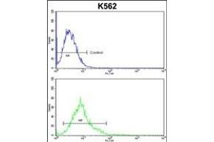 ALDH18A1 Antibody (Center) (ABIN652885 and ABIN2842572) flow cytometric analysis of k562 cells (bottom histogram) compared to a negative control cell (top histogram).