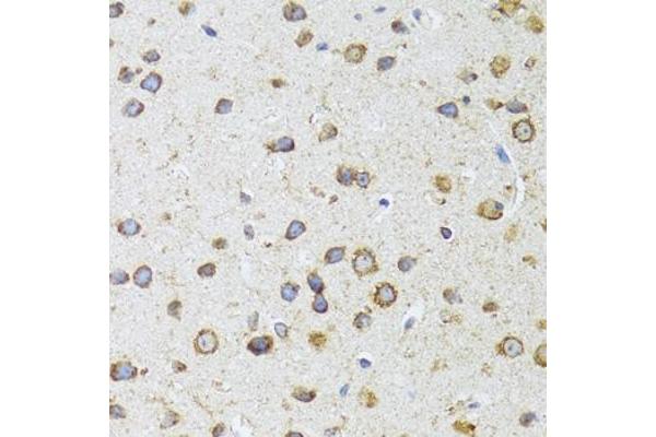 AIFM3 antibody  (AA 1-200)