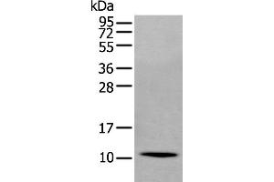 Western Blotting (WB) image for anti-Secretoglobin, Family 2A, Member 1 (SCGB2A1) antibody (ABIN2423951)