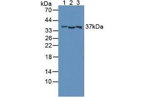Figure. (CD300c antibody  (AA 21-183))