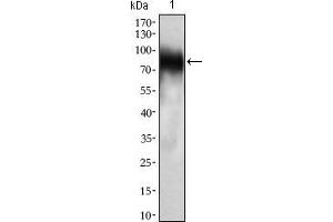 Western blot analysis using CD33 mouse mAb against THP-1 (1) cell lysate.