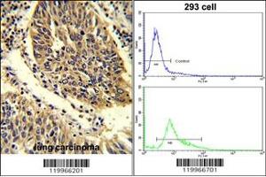 Immunohistochemistry (Paraffin-embedded Sections) (IHC (p)) image for anti-Wingless-Type MMTV Integration Site Family, Member 4 (WNT4) (AA 242-269), (C-Term) antibody (ABIN390635)