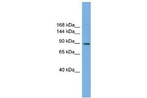 WB Suggested Anti-RAPGEF3 Antibody Titration: 0. (RAPGEF3 antibody  (N-Term))