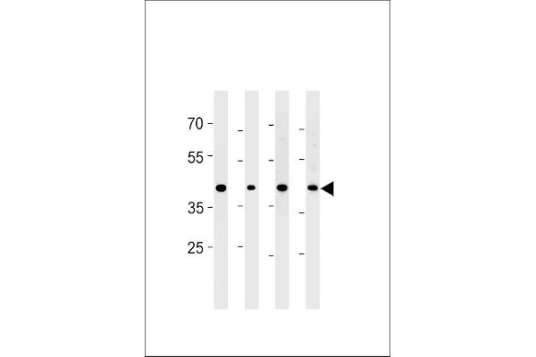 CABLES2 antibody  (AA 182-210)