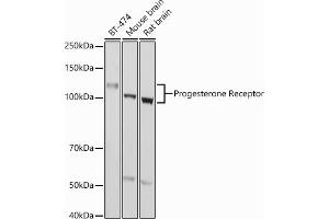 Western blot analysis of extracts of various cell lines, using Progesterone Receptor antibody (ABIN6128570, ABIN6145518, ABIN6145519 and ABIN6213802) at 1:1000 dilution.