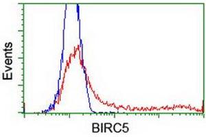Image no. 2 for anti-Baculoviral IAP Repeat-Containing 5 (BIRC5) antibody (ABIN1501245) (Survivin antibody)