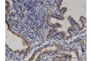 Immunoperoxidase of monoclonal antibody to PRODH on formalin-fixed paraffin-embedded human endometrium. (PRODH antibody  (AA 441-540))
