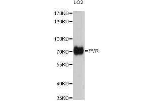 Western blot analysis of extracts of LO2 cells, using PVR antibody (ABIN2564821) at 1:1000 dilution. (Poliovirus Receptor antibody)