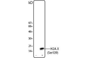 Image no. 1 for anti-H2A Histone Family, Member X (H2AFX) (pSer139) antibody (ABIN294560) (H2AFX antibody  (pSer139))