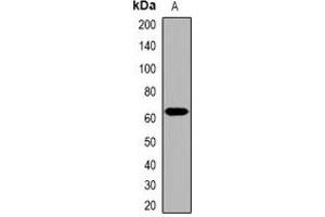 Western blot analysis of Collagen 25 alpha 1 expression in HepG2 (A) whole cell lysates. (COL25A1 antibody)
