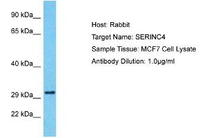 Host: Rabbit Target Name: SERINC4 Sample Tissue: Human MCF7 Whole Cell Antibody Dilution: 1ug/ml (SERINC4 antibody  (Middle Region))