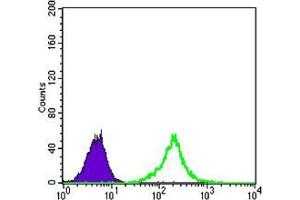 Flow cytometric analysis of K562 cells using KLHL11 mouse mAb (green) and negative control (purple). (KLHL11 antibody)