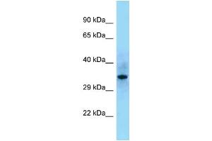 Western Blotting (WB) image for anti-Src Homology 2 Domain Containing F (SHF) (C-Term) antibody (ABIN2789453)