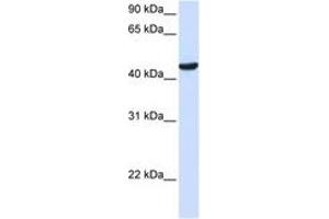 Image no. 1 for anti-Zinc Finger Protein 134 (ZNF134) (AA 144-193) antibody (ABIN6744243)