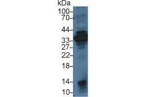 Western Blotting (WB) image for anti-Annexin A4 (ANXA4) (AA 3-151) antibody (ABIN7437596)