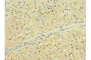 Immunohistochemistry of paraffin-embedded human adrenal gland tissue using ABIN7170303 at dilution of 1:100 (SLCO2B1 antibody  (AA 130-210))