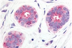 Anti-WNT6 antibody  ABIN1049480 IHC staining of human breast, epithelium cells.