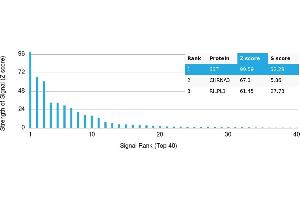 Protein Array (PAr) image for anti-Somatostatin (SST) antibody (ABIN7456208) (Somatostatin antibody)