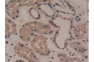 IHC-P analysis of Human Kidney Tissue, with DAB staining. (LAMA3 antibody  (AA 47-296))