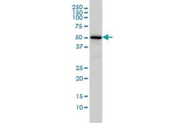 CAMKK1 antibody  (AA 1-520)