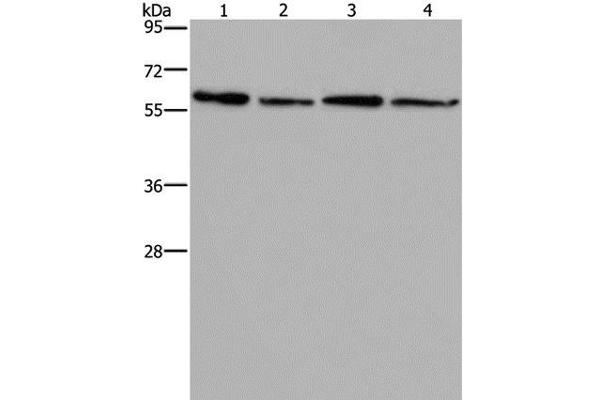 ART4 antibody