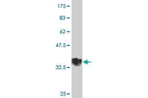 Western Blot detection against Immunogen (34. (Sphingomyelin Synthase 2 antibody  (AA 2-80))