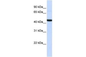 Western Blotting (WB) image for anti-DAZ Associated Protein 1 (DAZAP1) antibody (ABIN2462351) (DAZAP1 antibody)