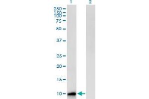Western Blot analysis of CST8 expression in transfected 293T cell line by CST8 MaxPab polyclonal antibody. (CST8 antibody  (AA 1-90))