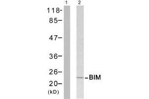 Western blot analysis of extract from Jurkat cells untreated or treated with H 2 O 2 , using BIM (Ab-65) antibody (E021280). (BIM antibody)