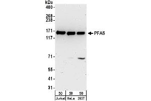 anti-Phosphoribosylformylglycinamidine Synthase (PFAS) (AA 925-975) antibody