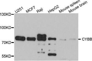 Western blot analysis of extracts of various cell lines, using CYBB antibody. (CYBB antibody  (AA 283-570))