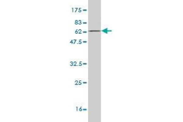 CDCA3 antibody  (AA 1-268)