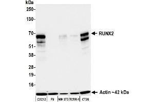 Western Blotting (WB) image for anti-Runt-Related Transcription Factor 2 (RUNX2) (AA 300-350) antibody (ABIN7795797) (Recombinant RUNX2 antibody  (AA 300-350))