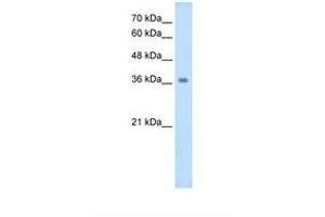 Image no. 1 for anti-Wingless-Type MMTV Integration Site Family, Member 16 (WNT16) (AA 270-319) antibody (ABIN320623) (WNT16 antibody  (AA 270-319))