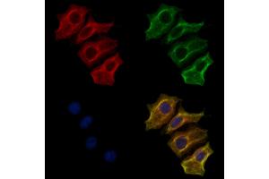 ABIN7094379 and ABIN7098426 staining HepG2 cells by IF/ICC.