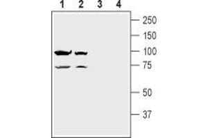 Western blot analysis of rat brain lysate (lanes 1 and 3) and mouse brain lysate (lanes 2 and 4):1. (Glutamate Receptor, Ionotropic, N-Methyl D-Aspartate 1 (GRIN1) Peptide)