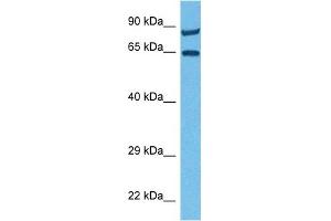 Host:  Rabbit  Target Name:  MCOLN1  Sample Tissue:  Human 786-0 Whole Cell  Antibody Dilution:  1ug/ml (MCOLN1 antibody  (N-Term))