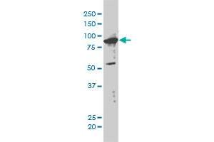 XAB2 antibody  (AA 1-855)