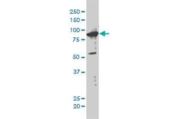 XAB2 antibody  (AA 1-855)